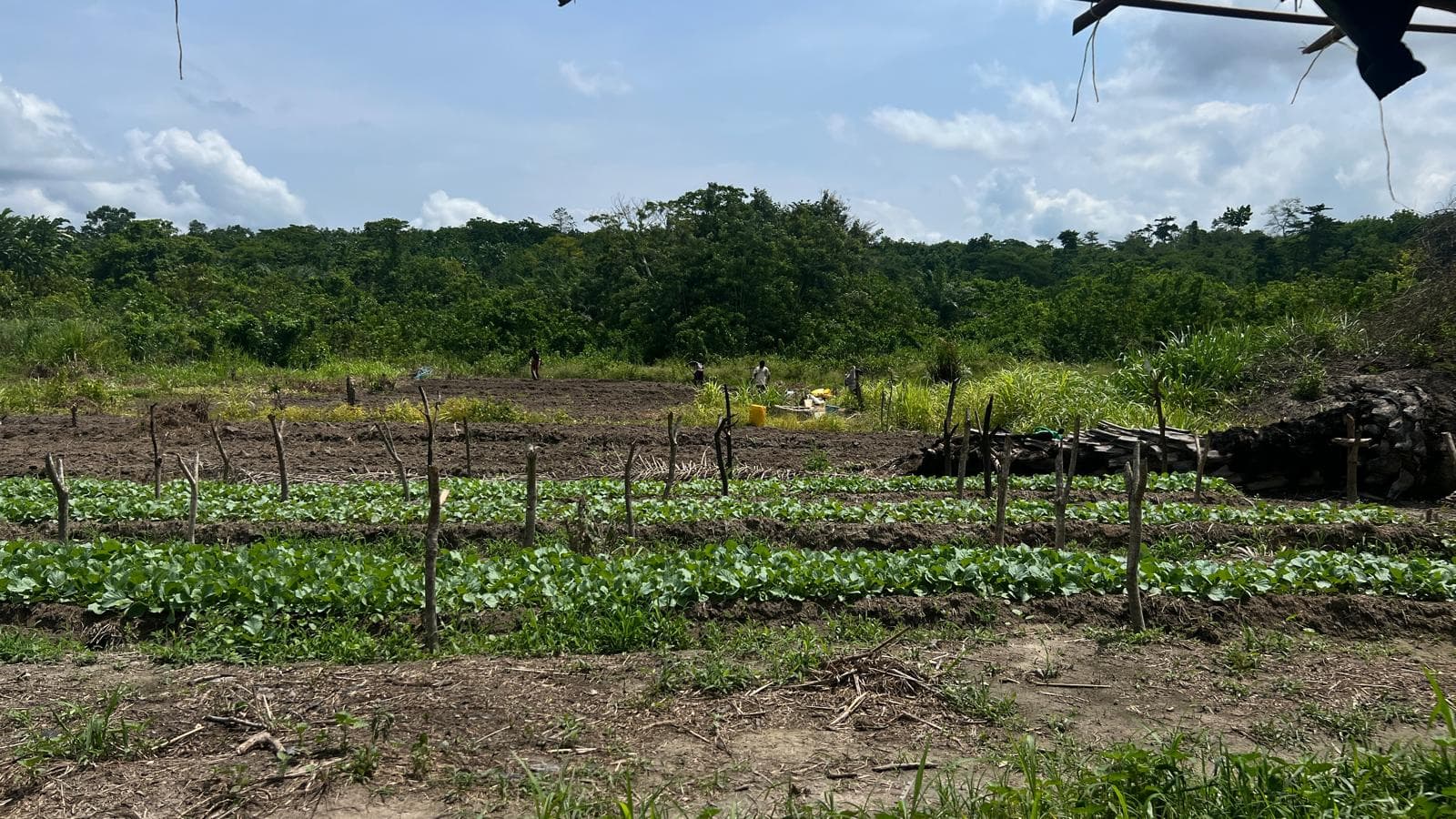 Agriculture Intégrée