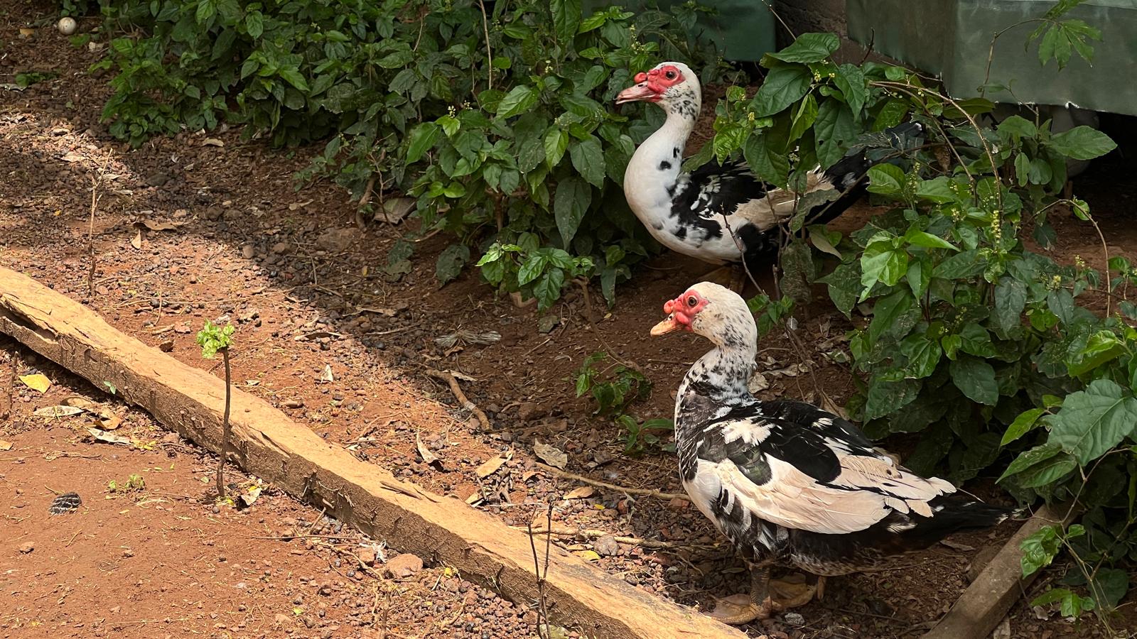 Élevage Responsable